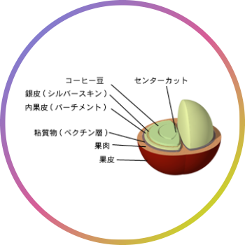 コーヒーチェリー